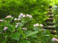 高幡不動尊の紫陽花