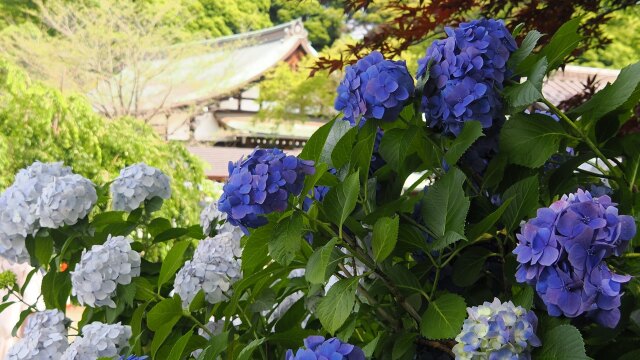 本土寺の紫陽花
