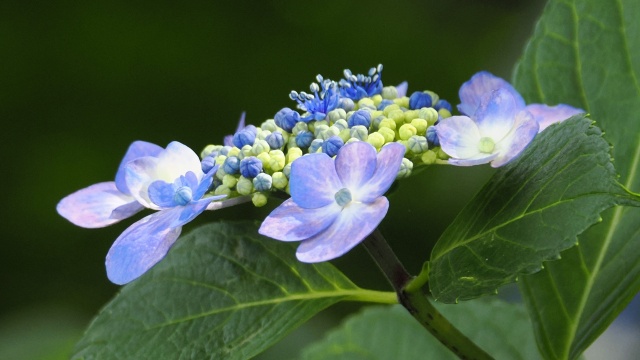 本土寺の紫陽花