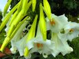 ユリの花