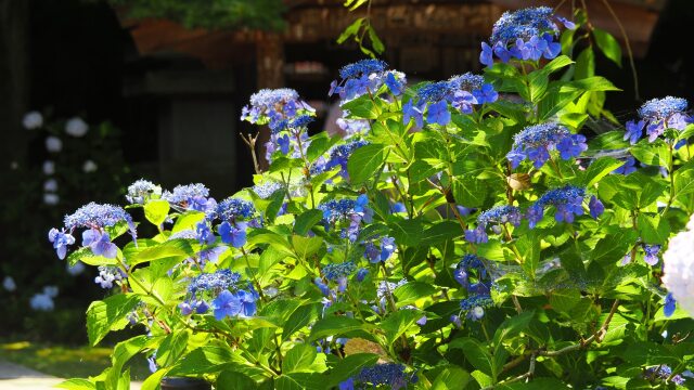 本土寺の紫陽花