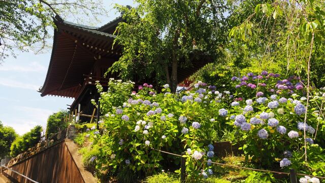 本土寺の紫陽花