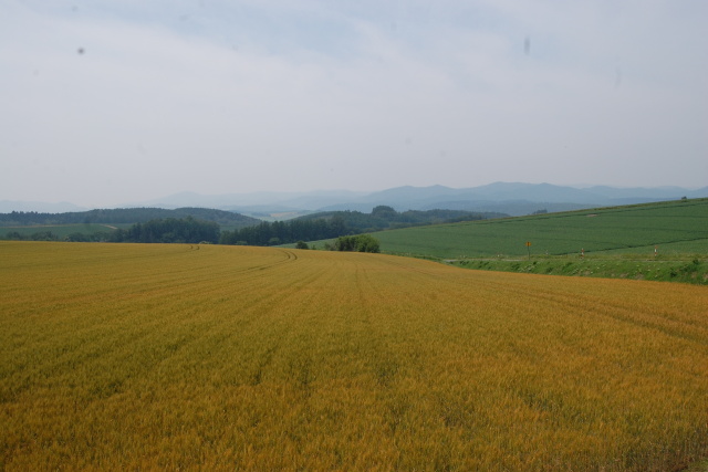 北の大地 2024年