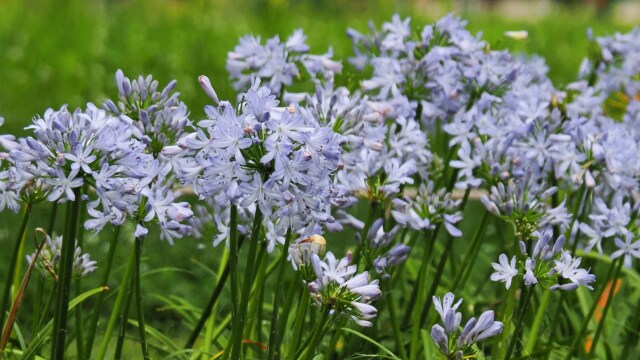 長居植物園のアガパンサス
