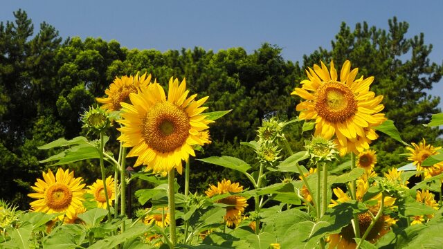 葛西臨海公園の向日葵