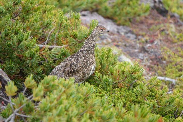 摩利支天のチビ雷鳥6