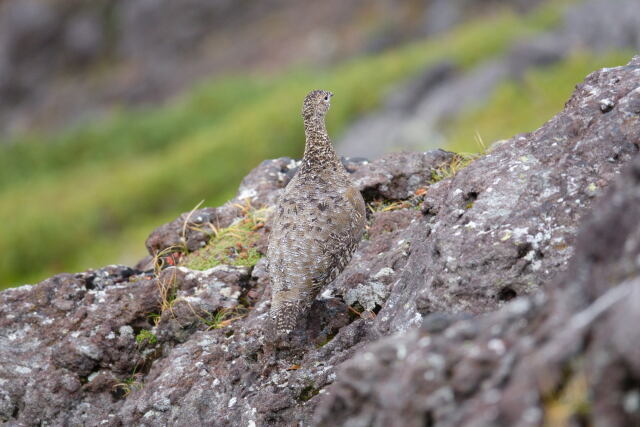 摩利支天のママ雷鳥3
