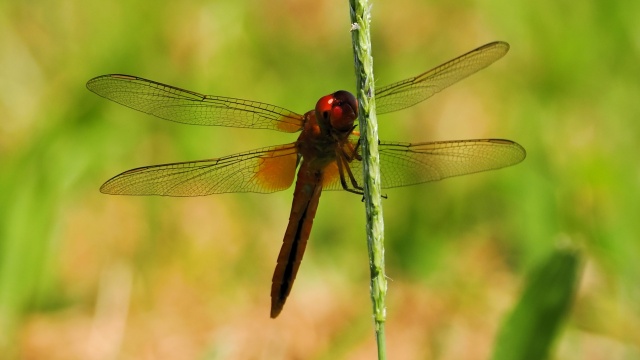 昭和記念公園のトンボ