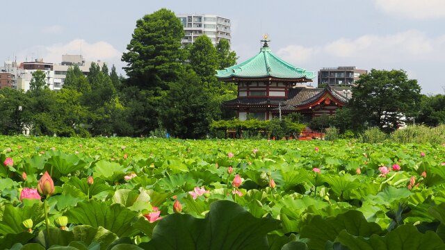 不忍池の蓮