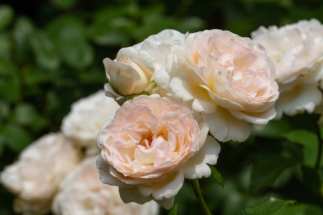 セバスチャンクナイブ