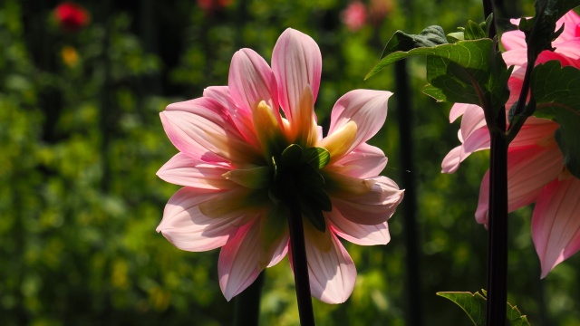 昭和記念公園のダリア