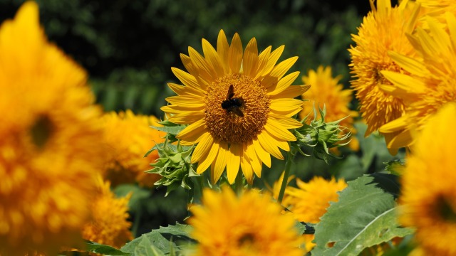 馬見丘陵公園の向日葵