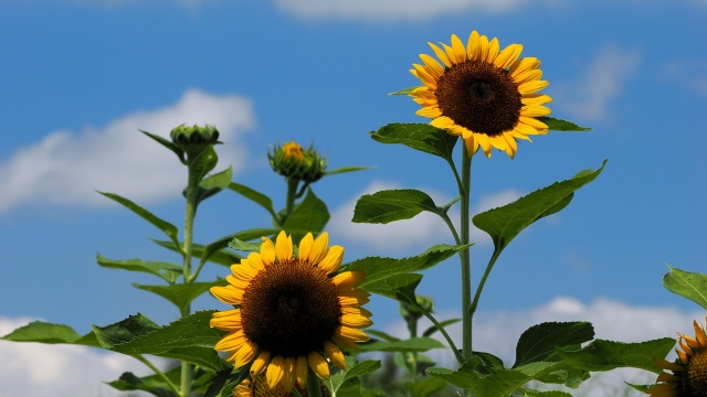 馬見丘陵公園の向日葵