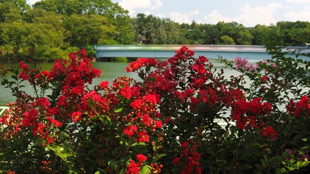 長居植物園の百日紅