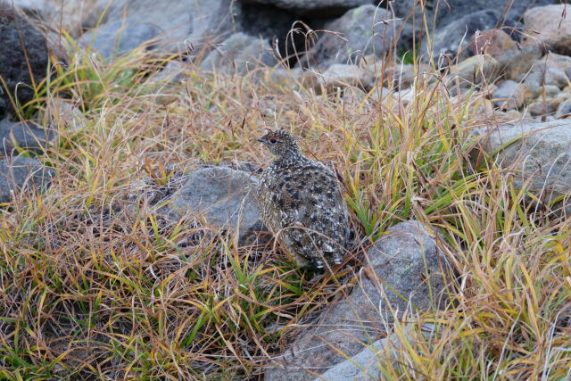 二の池ヒュッテのチビ雷鳥7