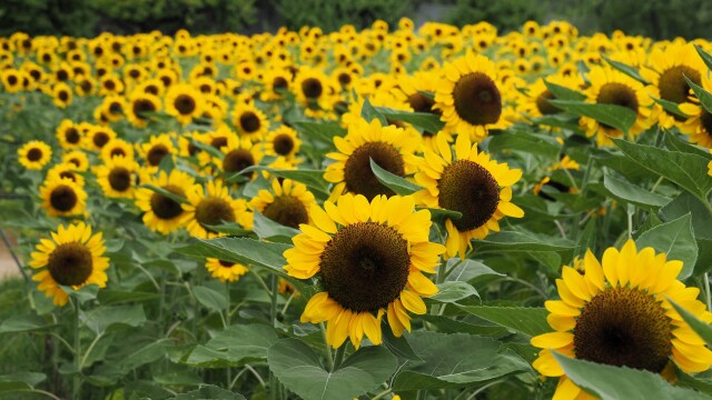 長居植物園の向日葵