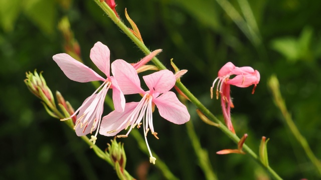 昭和記念公園のガウラ