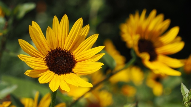 長居植物園の向日葵