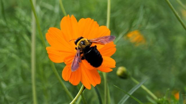 昭和記念公園の秋桜と蜂