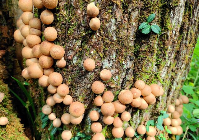 タマネギチャブクロタケ