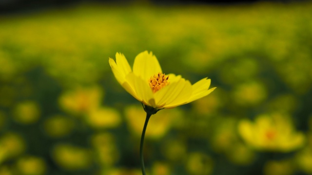昭和記念公園の秋桜