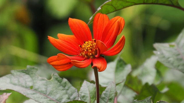 昭和記念公園のダリア