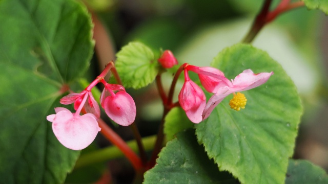 高幡不動尊の秋海棠