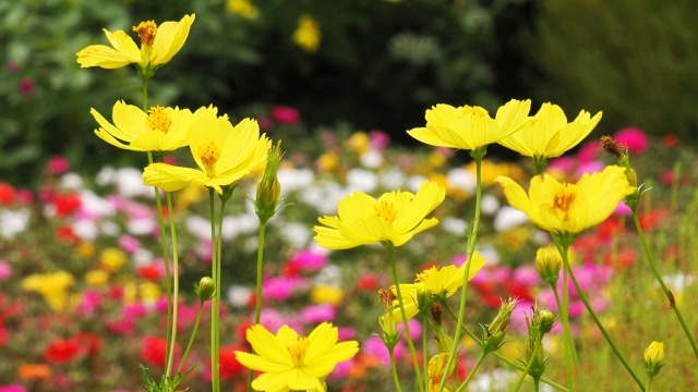 昭和記念公園の秋桜