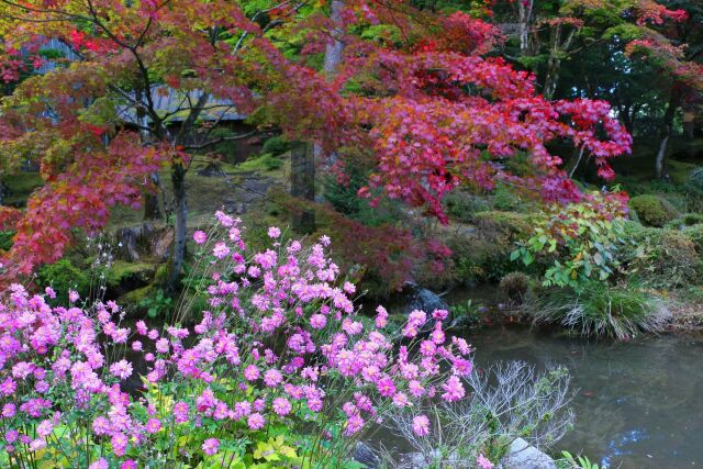 日光山輪王寺紅葉