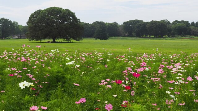 昭和記念公園の秋桜