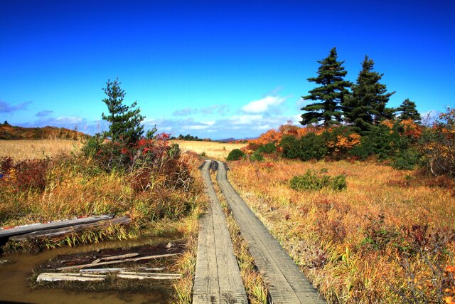 秋の湿原