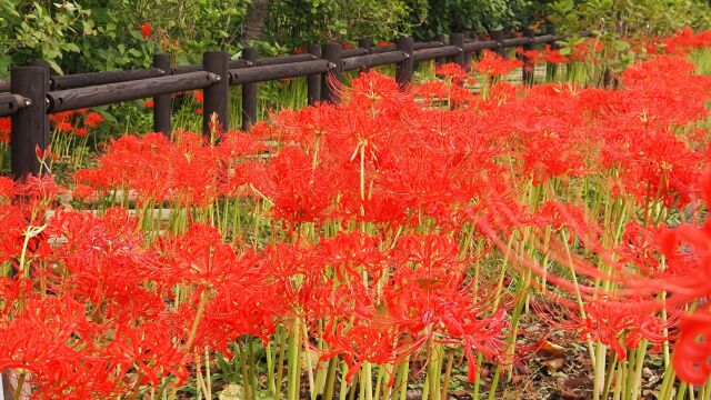船岡城址公園の彼岸花