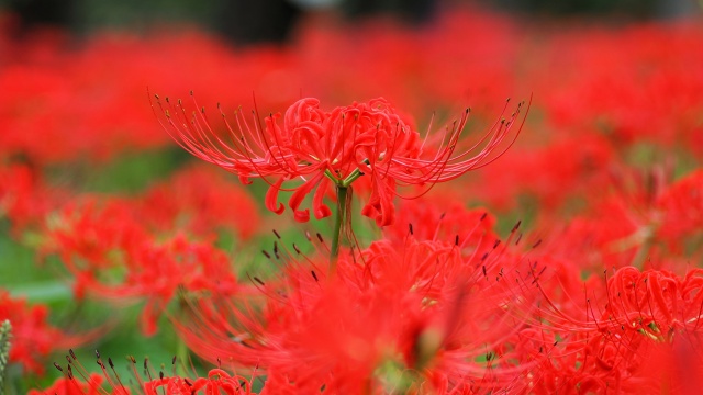 府中市郷土の森博物館の彼岸花