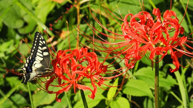 平泉の彼岸花と蝶