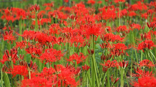 府中市郷土の森博物館の彼岸花
