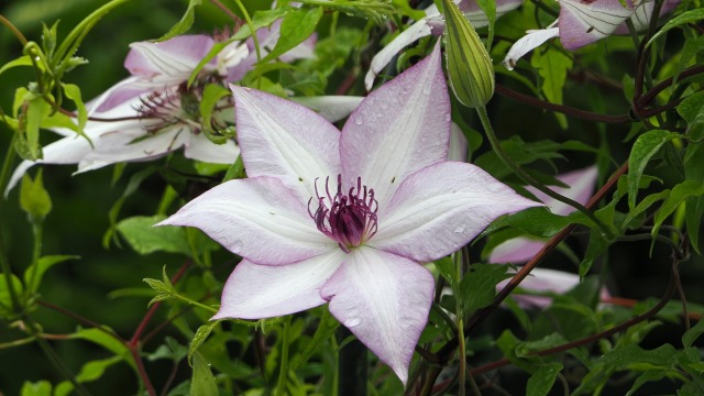 足利フラワーパークのクレマチス