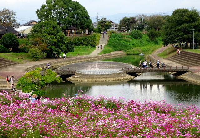 楽しい散策 コスモスの公園