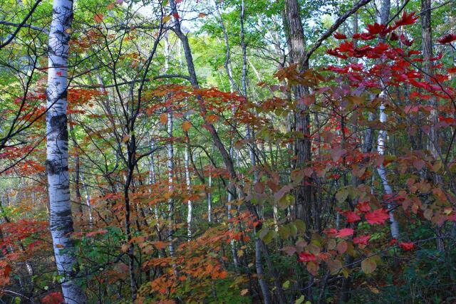 乗鞍高原秋の散歩道