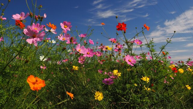 佐倉ふるさと広場の秋桜