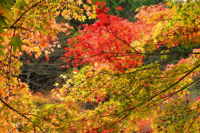 モミジ色付く
