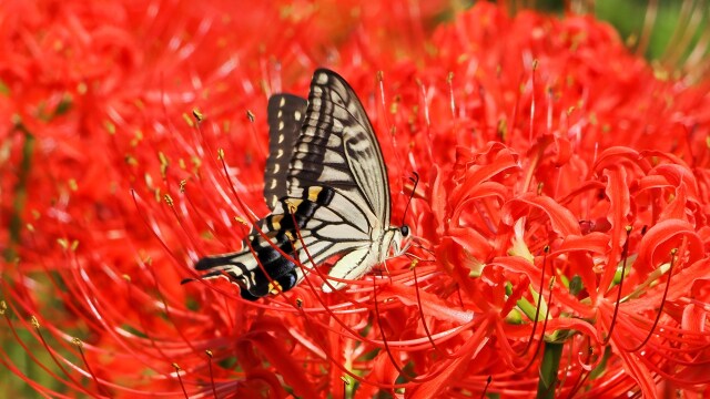 巾着田曼珠沙華公園の彼岸花と蝶
