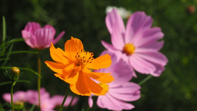 佐倉ふるさと広場の秋桜