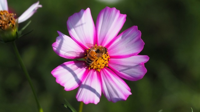 佐倉ふるさと広場の秋桜と蜂