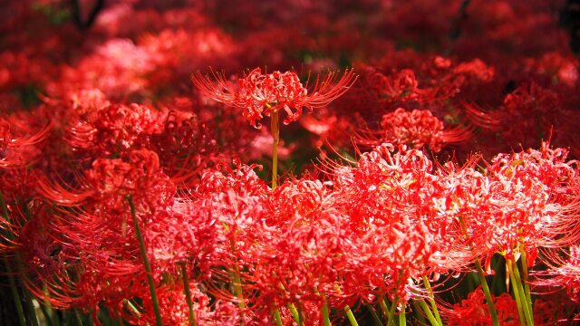 巾着田曼珠沙華公園の彼岸花