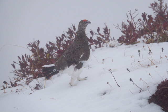 奥大日岳の雄雷鳥3