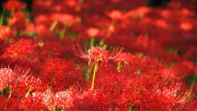 巾着田曼珠沙華公園の彼岸花