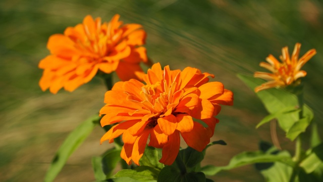 新港中央公園のジニア