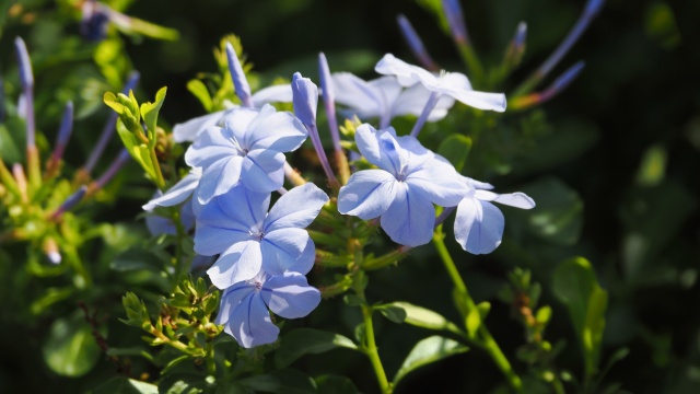 新港中央公園のルリマツリ