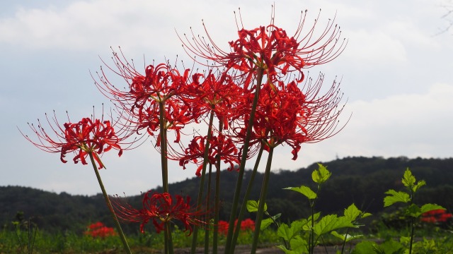 巾着田曼珠沙華公園の彼岸花