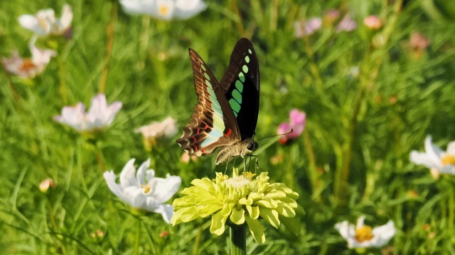 新港中央公園のジニアと蝶